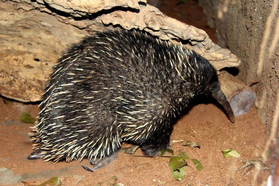 Австралийская ехидна (Tachyglossus aculeatus)