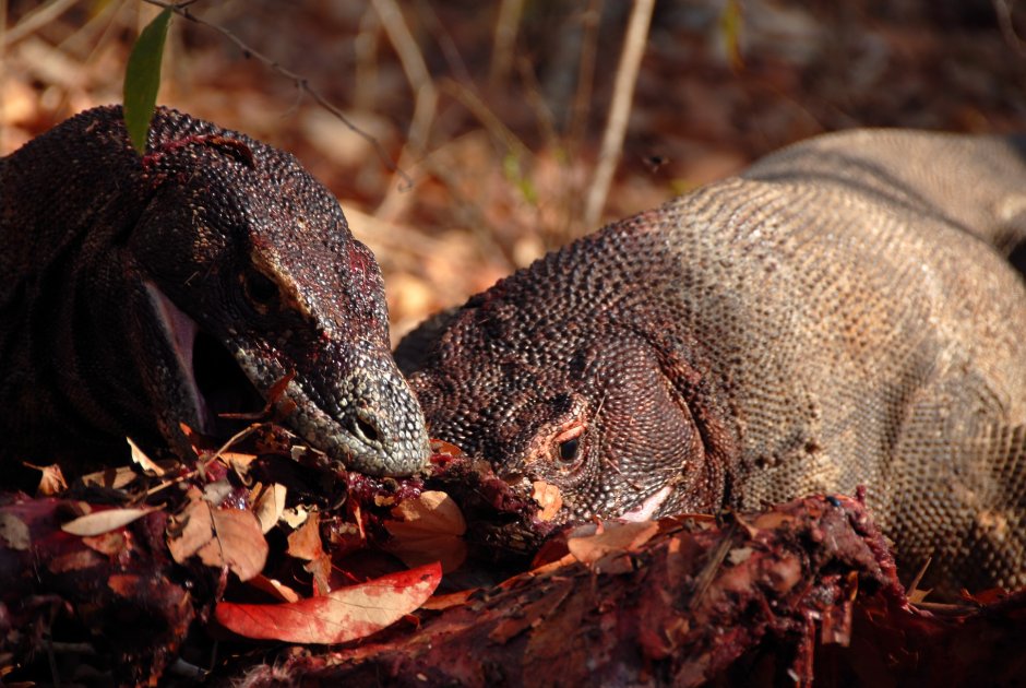 Varanus Panoptes Pet