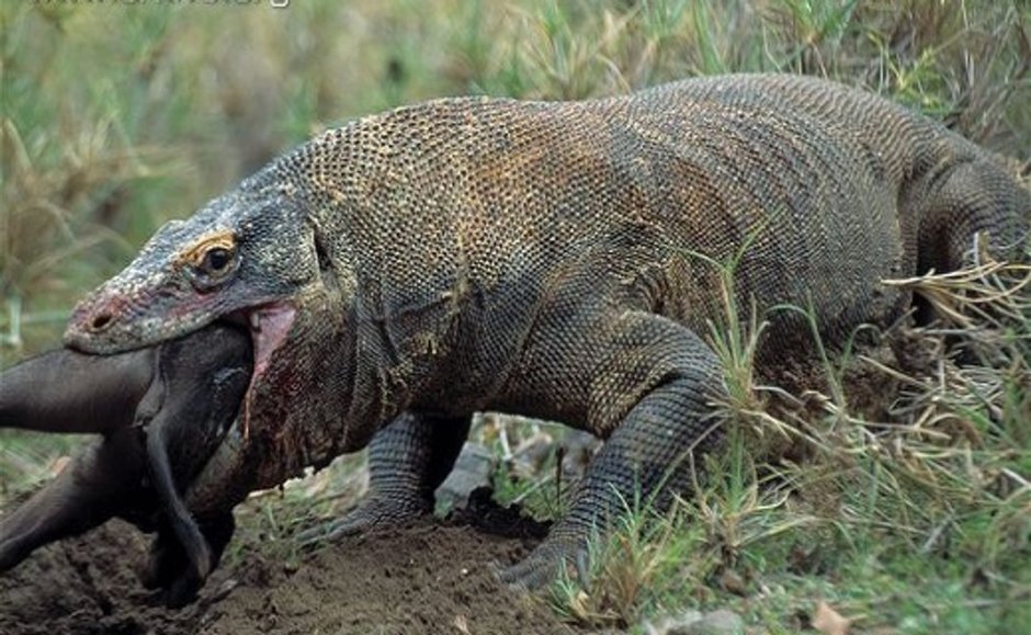 Варан черный древесный Varanus beccarii
