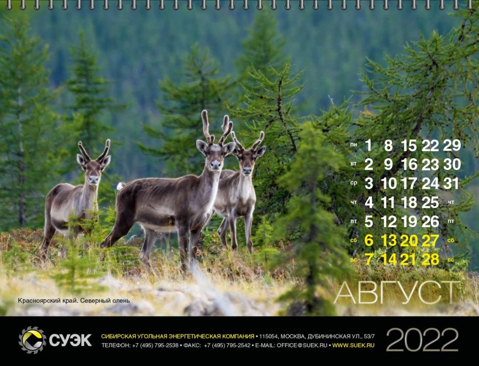 Байкальский заповедник косуля