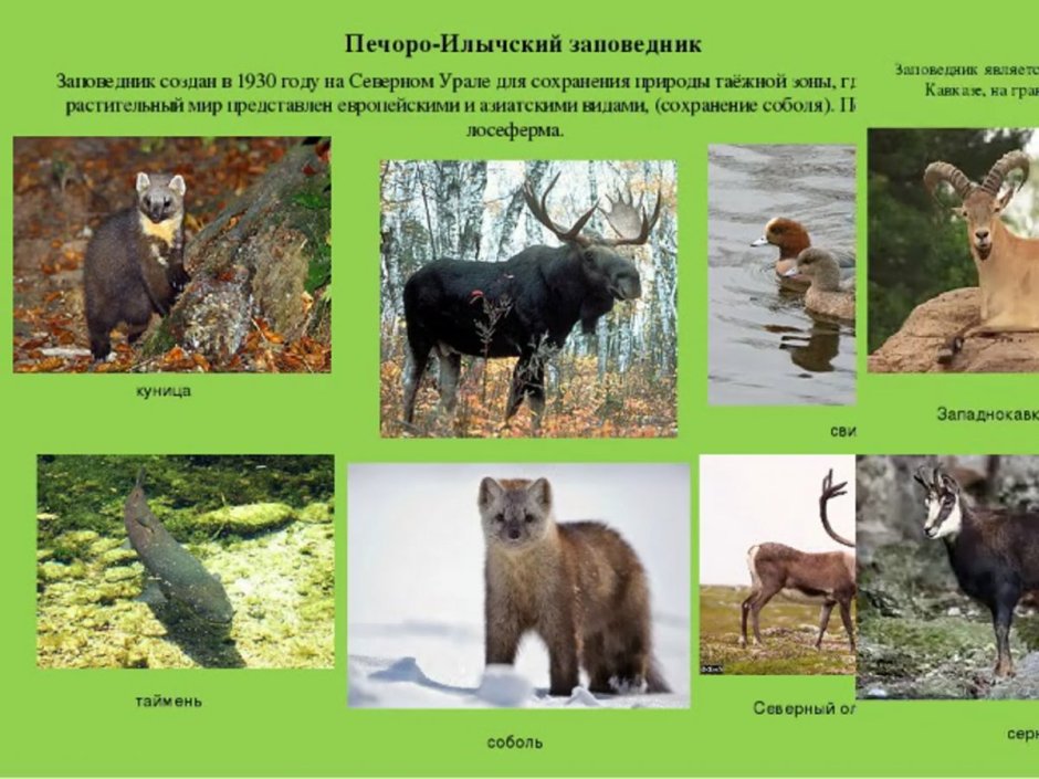 Животные степи