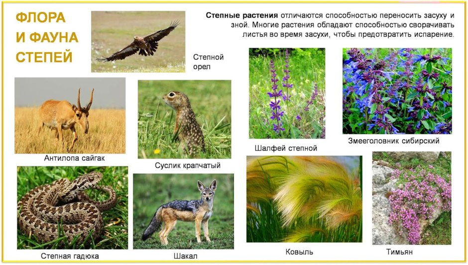 Полистовский болотный заповедник