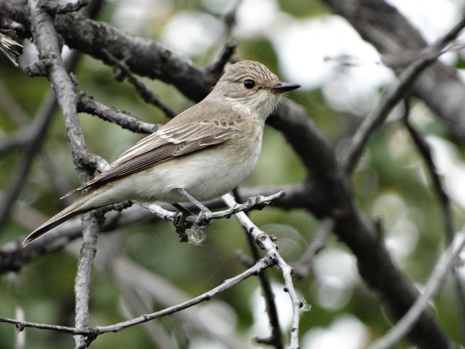 Мухоловка серая – Muscicapa striata (Pallas, 1764)