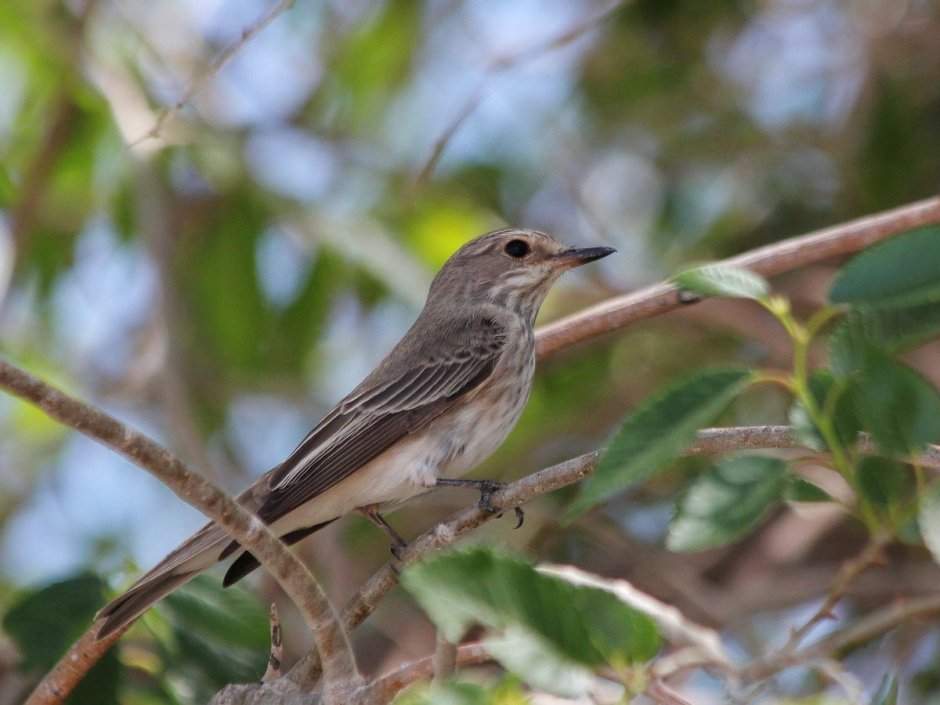 Мухоловка серая – Muscicapa striata (Pallas, 1764)