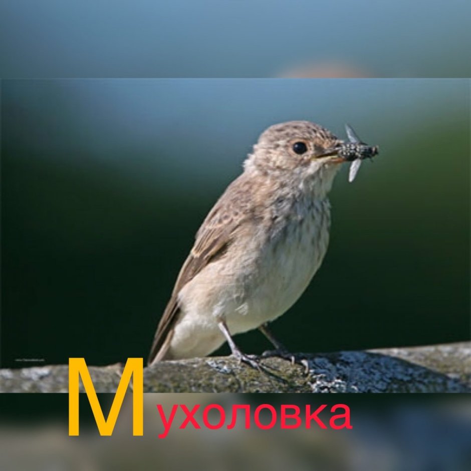 Мухолов- профессия