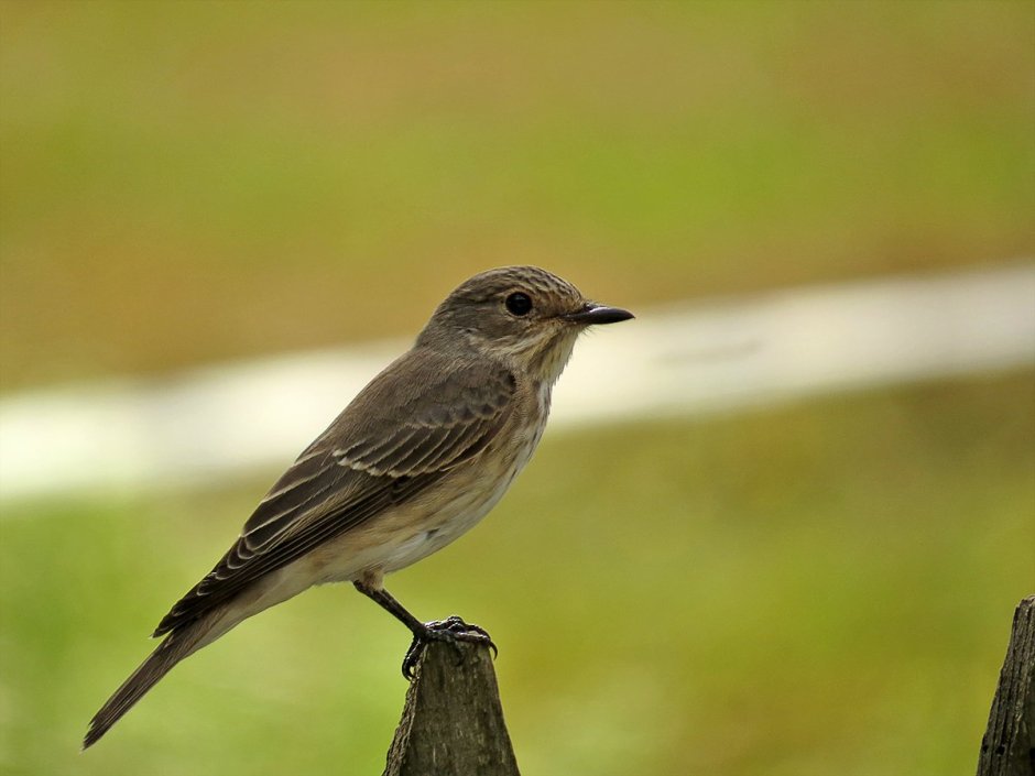 Серая мухоловка (Muscicapa striata)