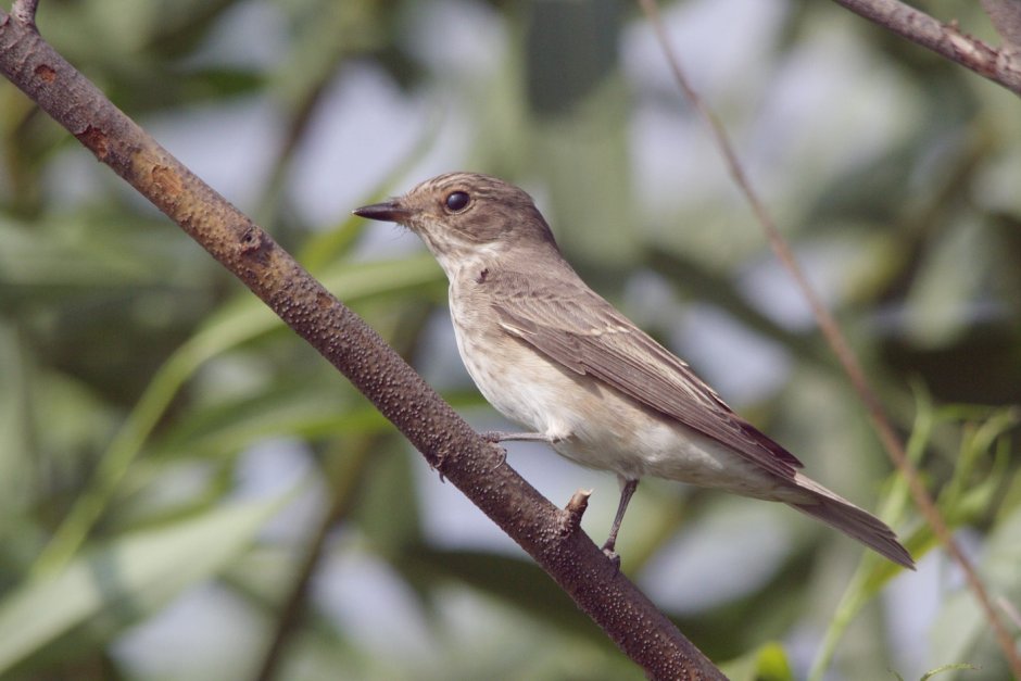 Серая мухоловка (Muscicapa striata)