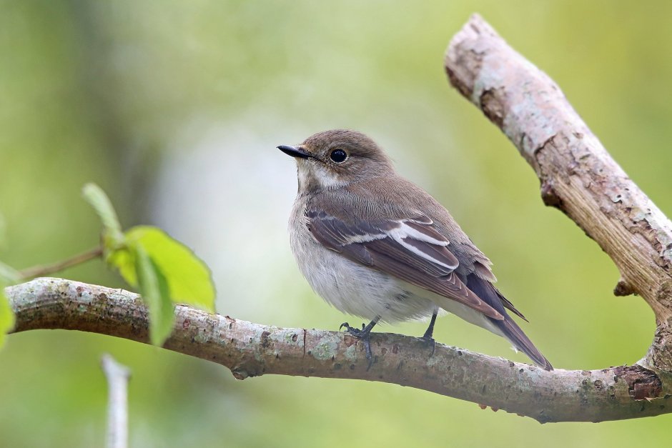 Мухоловка-пеструшка (Ficedula hypoleuca)