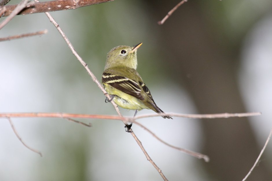 Серая мухоловка (Muscicapa striata)