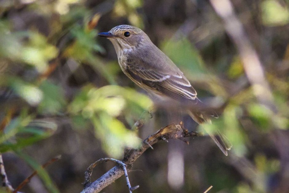 Мухоловка серая – Muscicapa striata (Pallas, 1764)