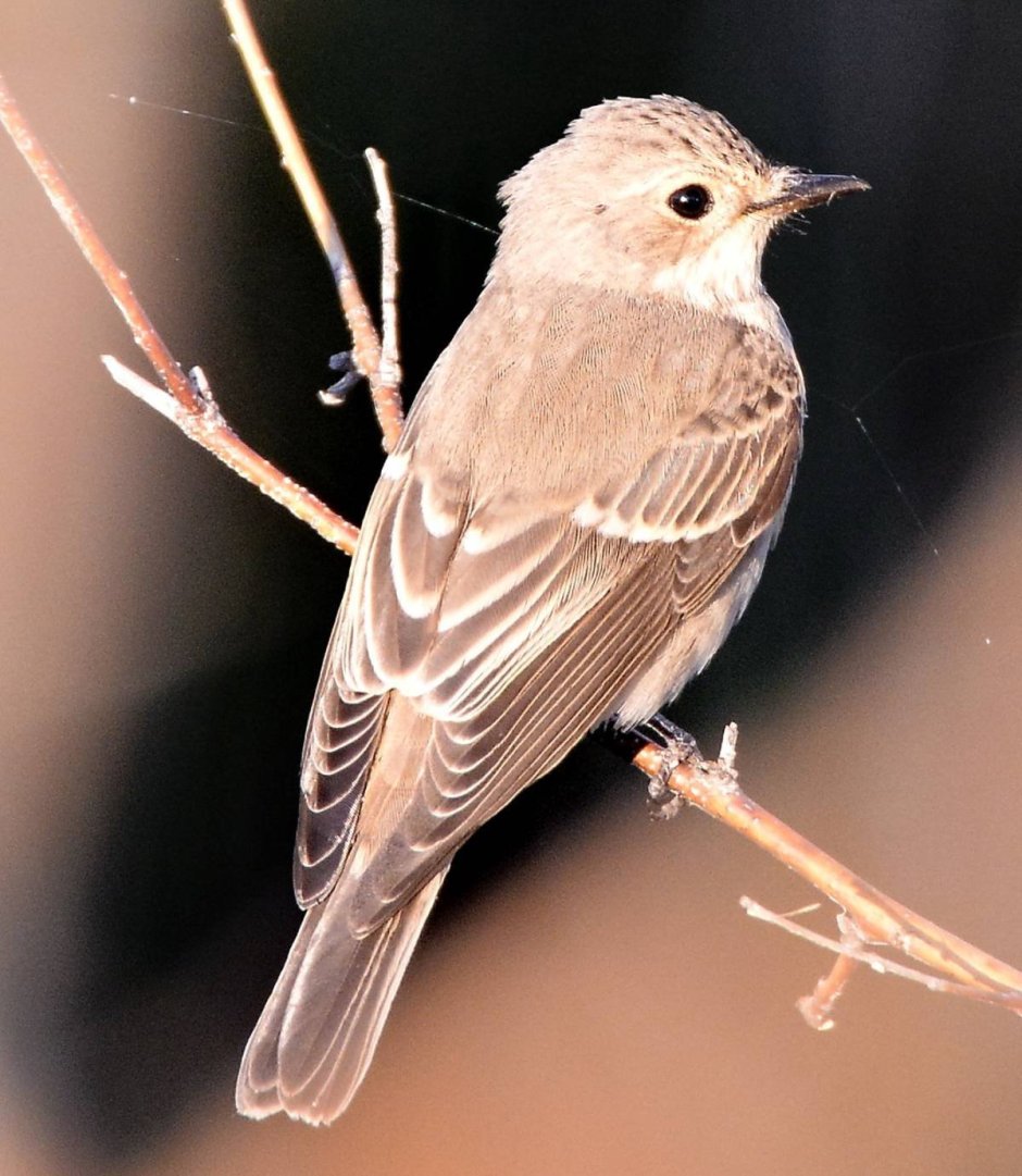 Мухоловка серая – Muscicapa striata (Pallas, 1764)
