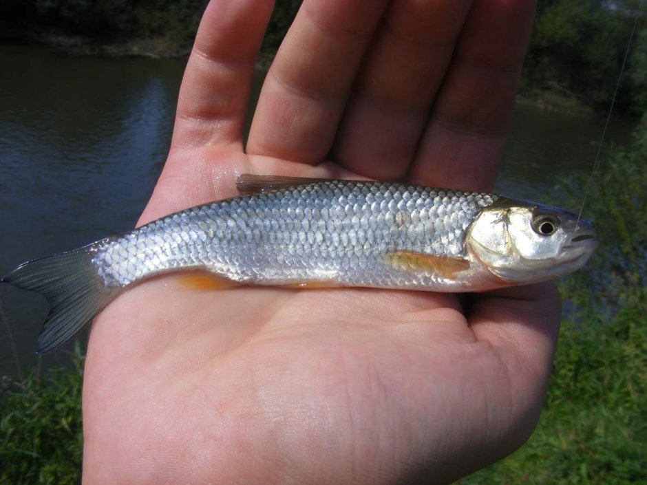 Жерех, Leuciscus Aspius