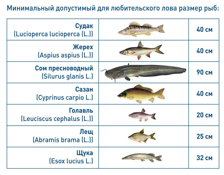 Живец сорожка (плотва)
