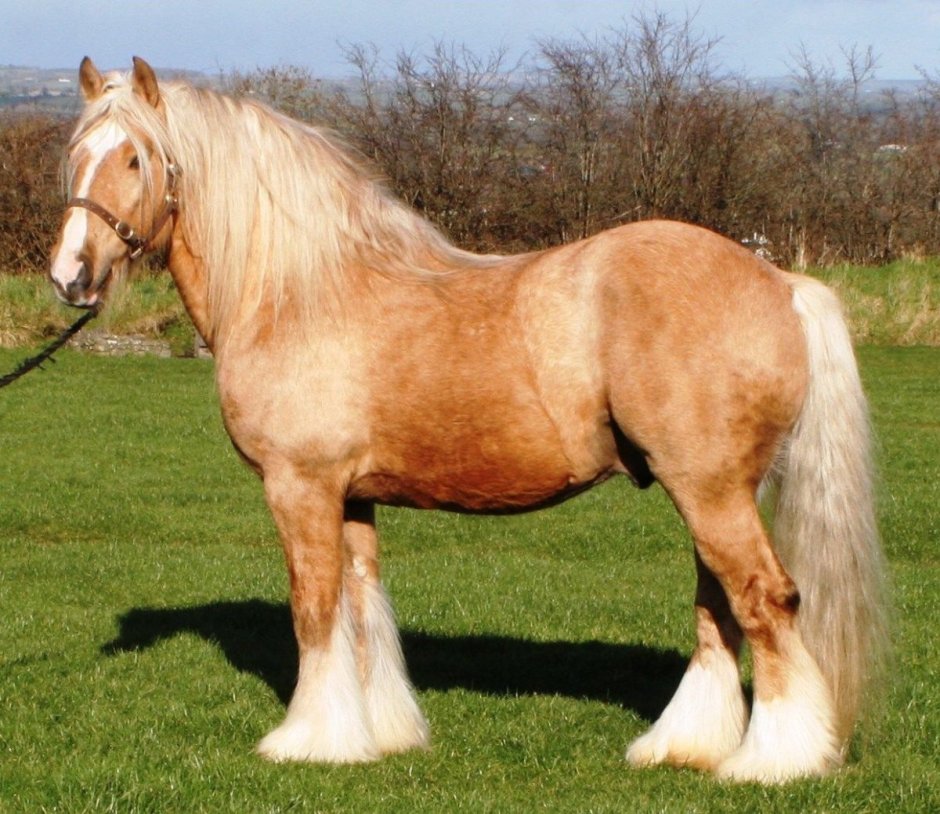 Фалабелла гнедая