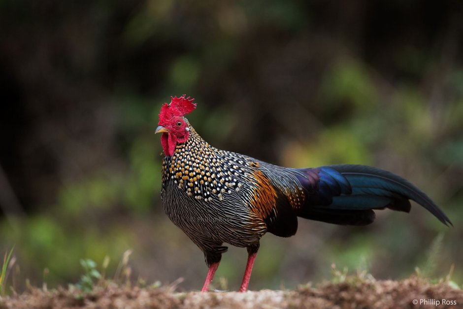 Gallus фазан