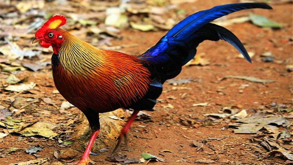 Банкивские куры (Gallus Gallus).