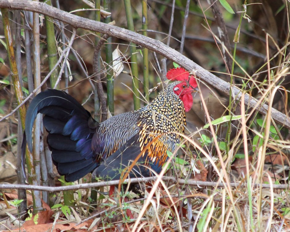 Red junglefowl Gallus Gallus