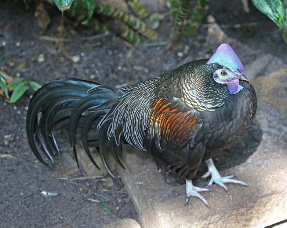 Gallus varius