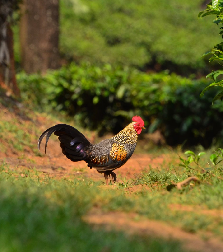 Банкивские куры (Gallus Gallus).