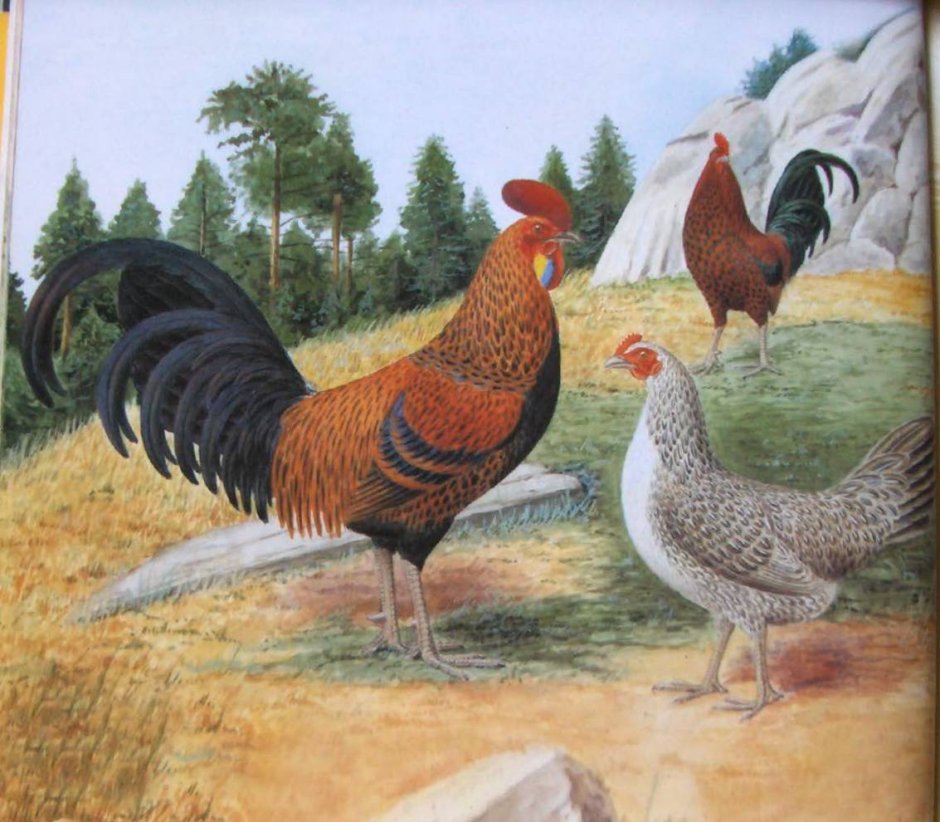 Пород Gallus Gallus.