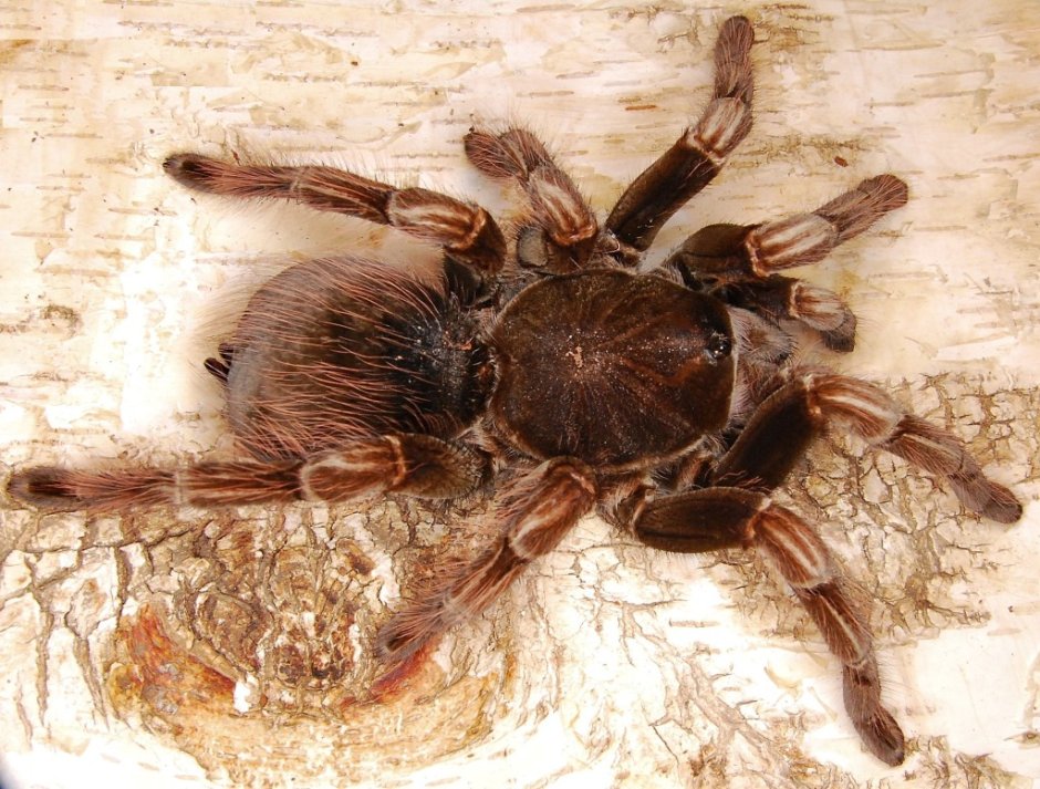 Pamphobeteus platyomma самка