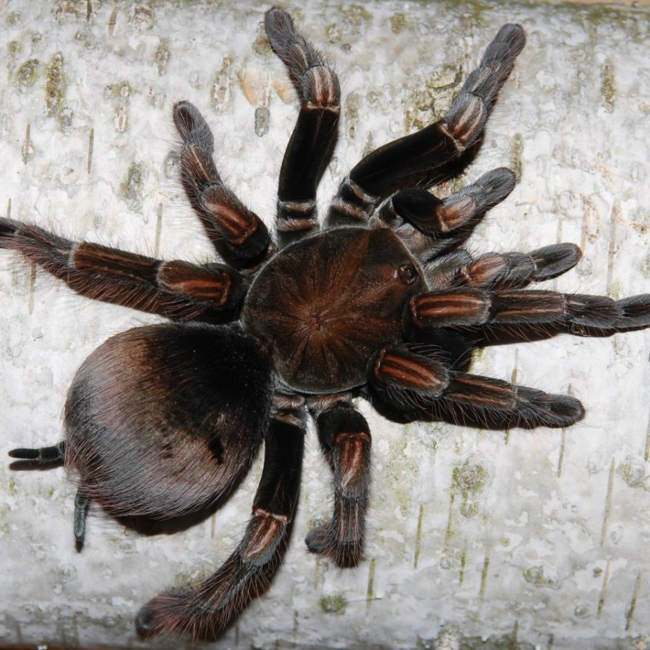 Pamphobeteus platyomma самка