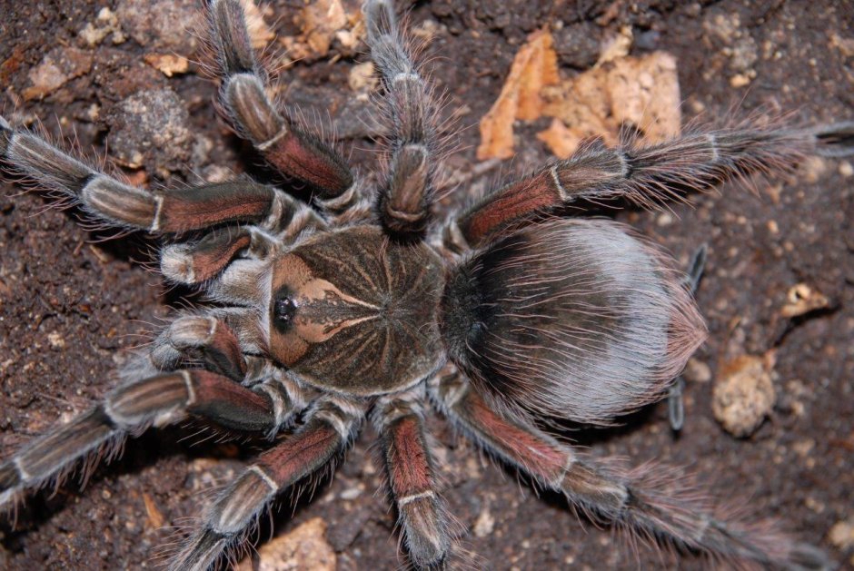 Pamphobeteus insignis