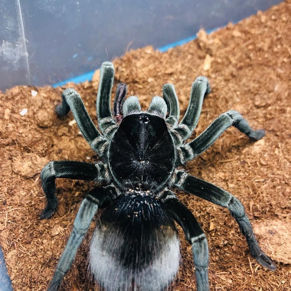 Pamphobeteus Antinous