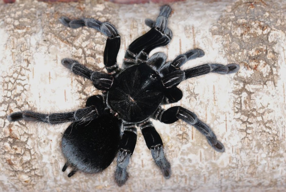 Pamphobeteus Antinous