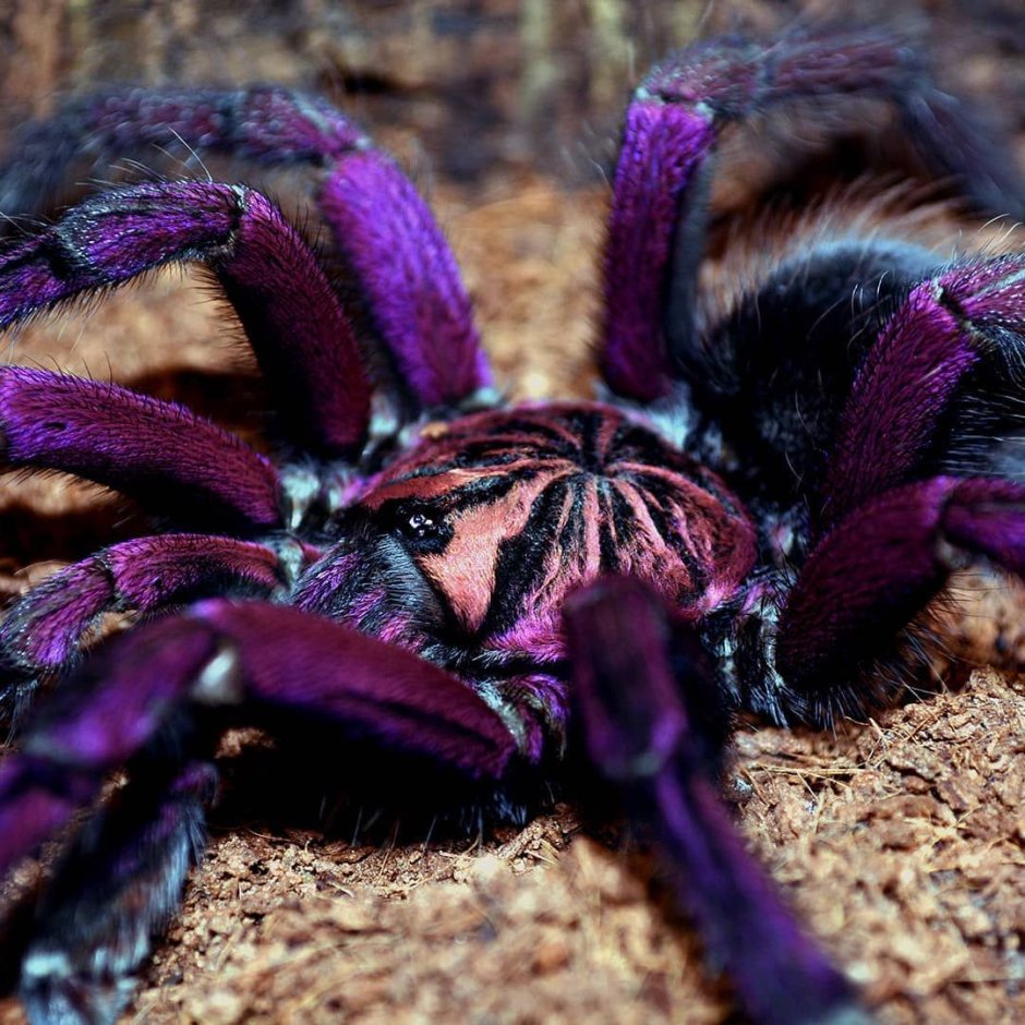 Паук Pamphobeteus Nigricolor