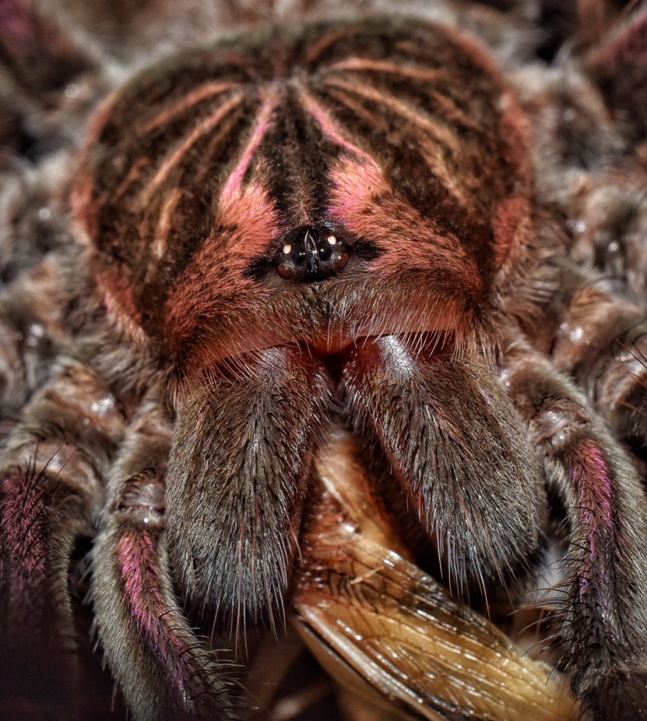 Pamphobeteus SP. Machala
