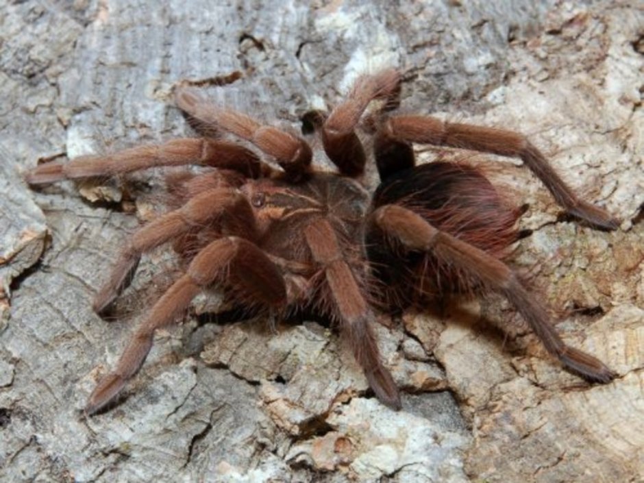 Pamphobeteus Fortis
