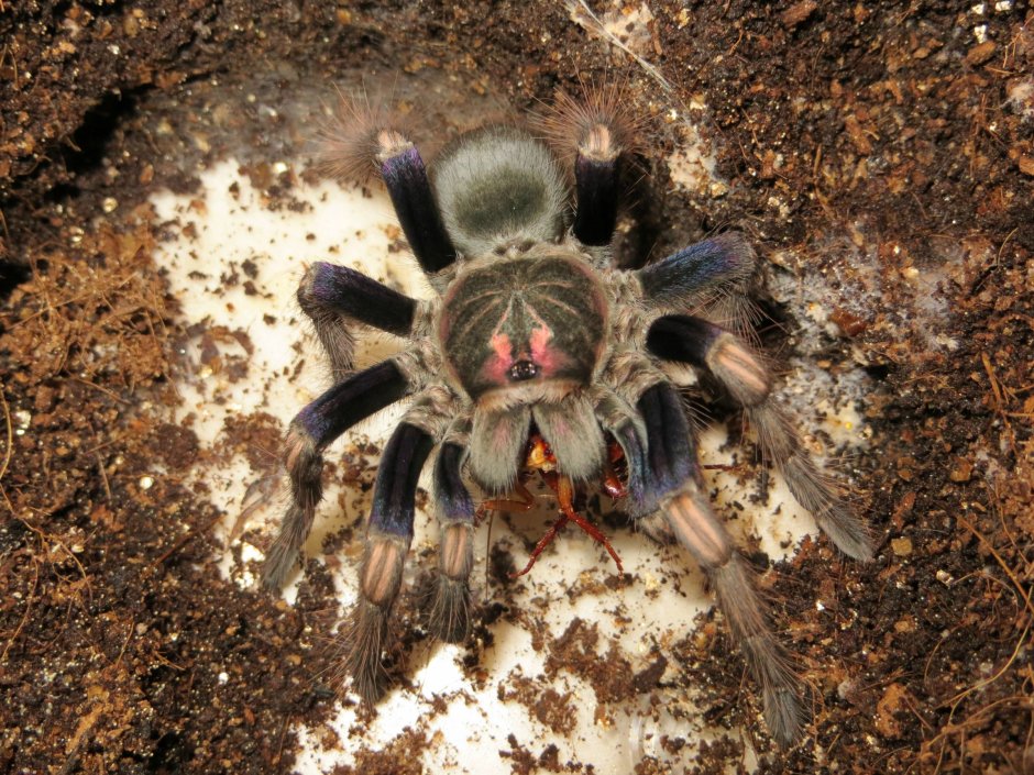 Pamphobeteus ultramarinus