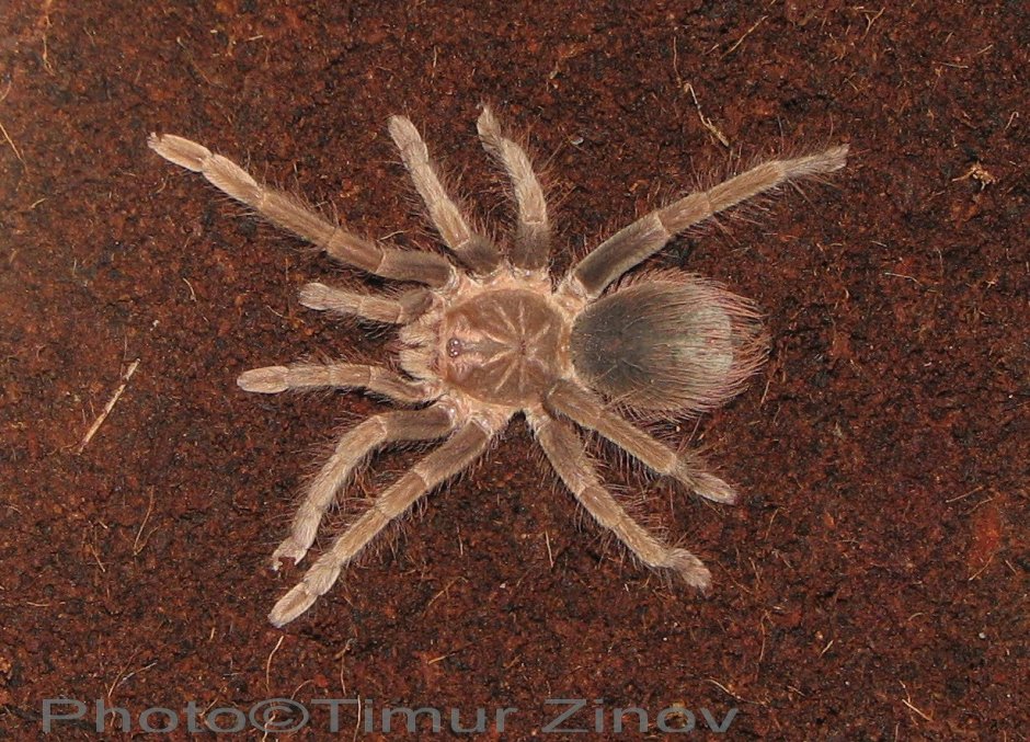 Pamphobeteus Fortis