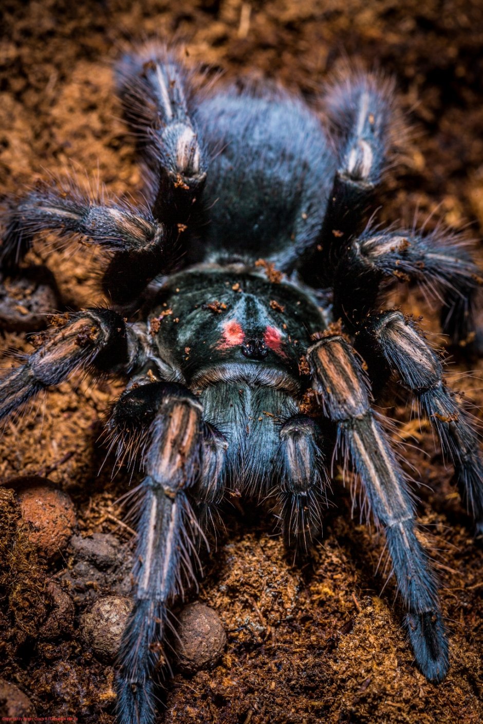 Pamphobeteus platyomma самка