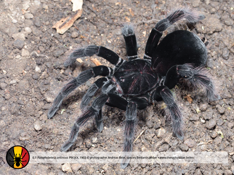 Pamphobeteus SP. Solaris