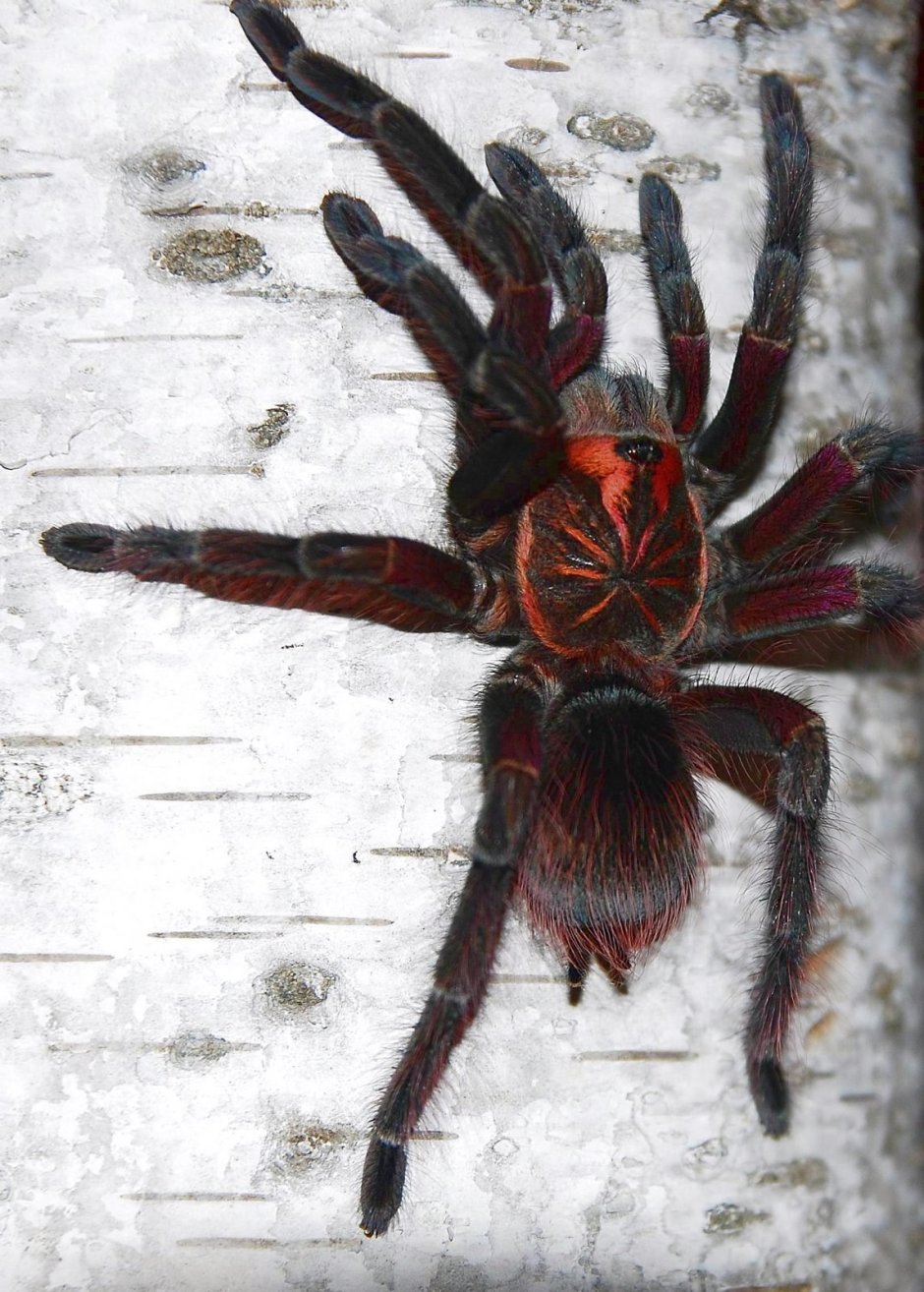 Pamphobeteus SP. Platyomma