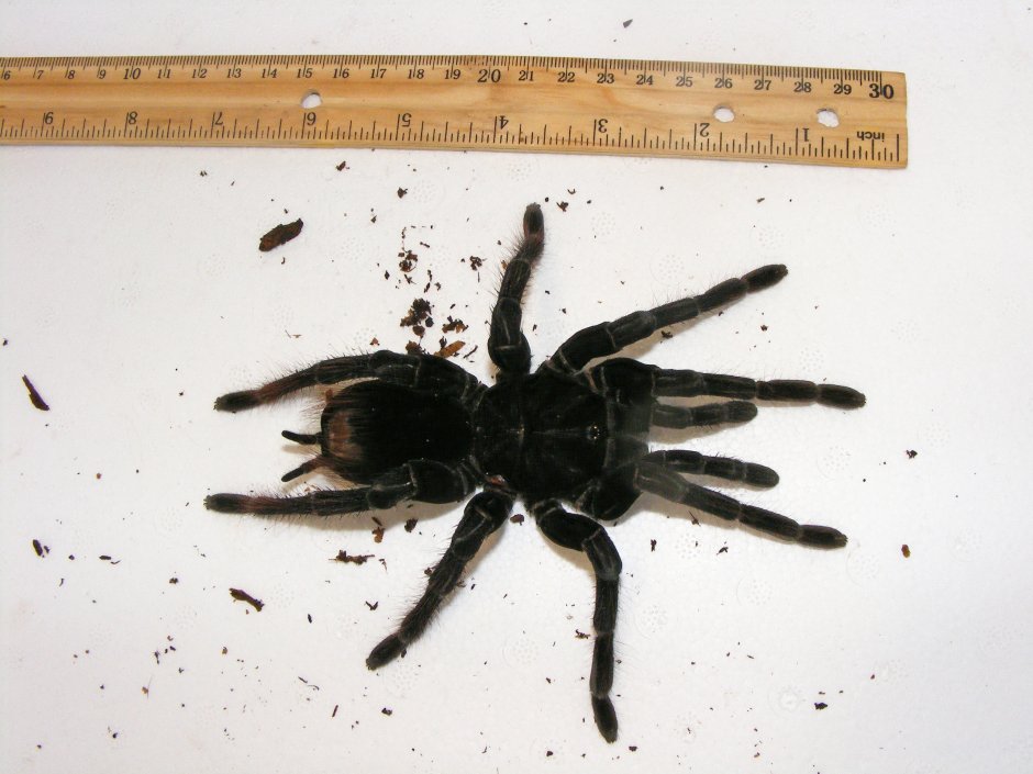 Pamphobeteus Antinous