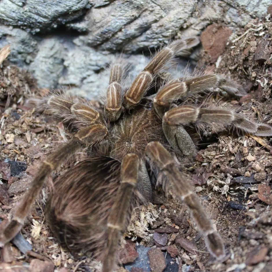 Pamphobeteus platyomma
