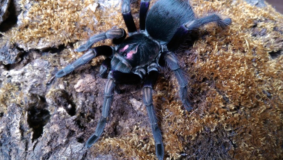 Pamphobeteus ultramarinus