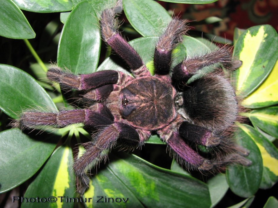 Pamphobeteus Solaris