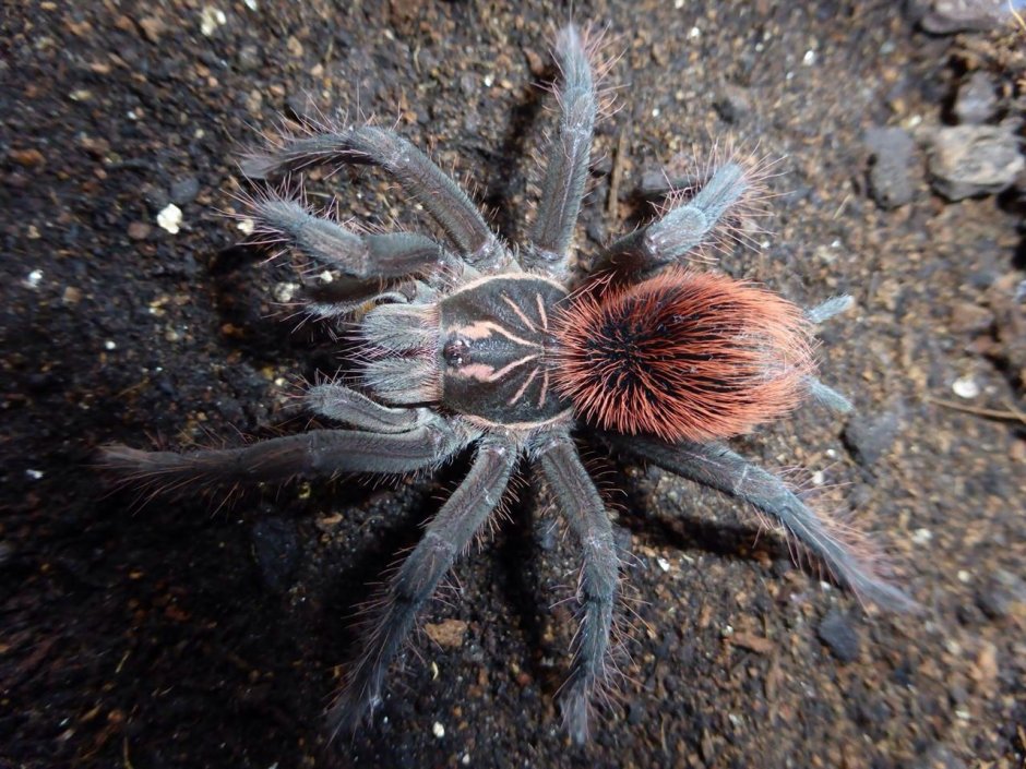 Паук Pamphobeteus Nigricolor