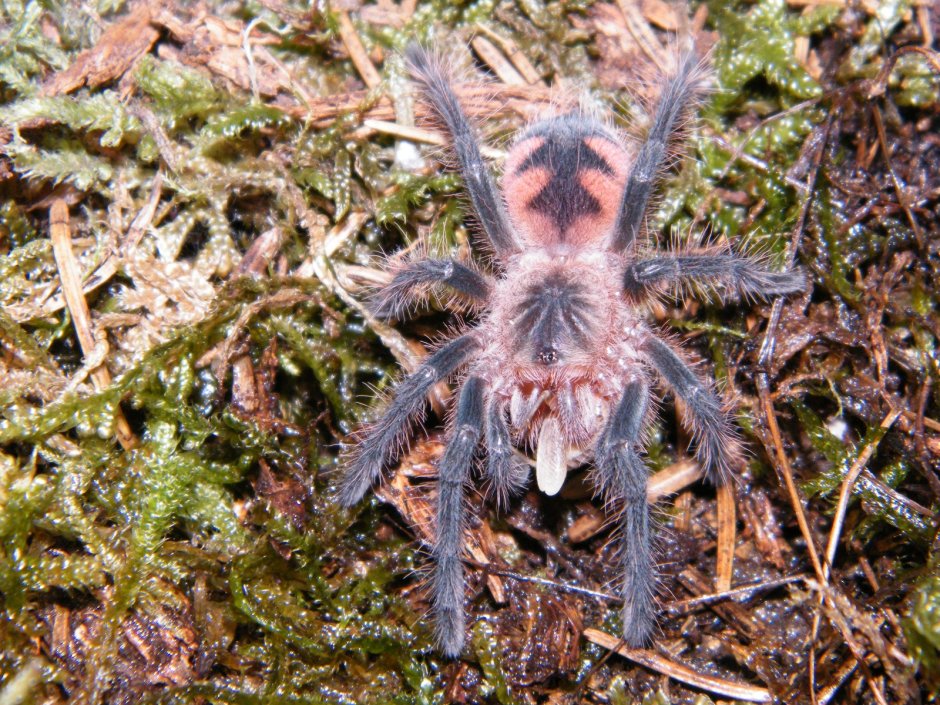 Pamphobeteus platyomma самка
