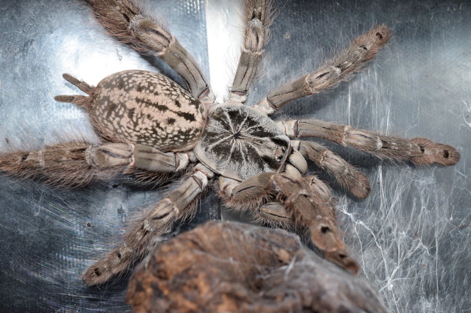 Тарантул Heteroscodra maculata