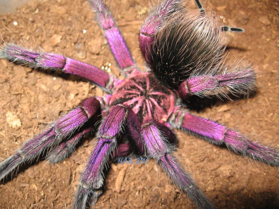 Паук Pamphobeteus platyomma