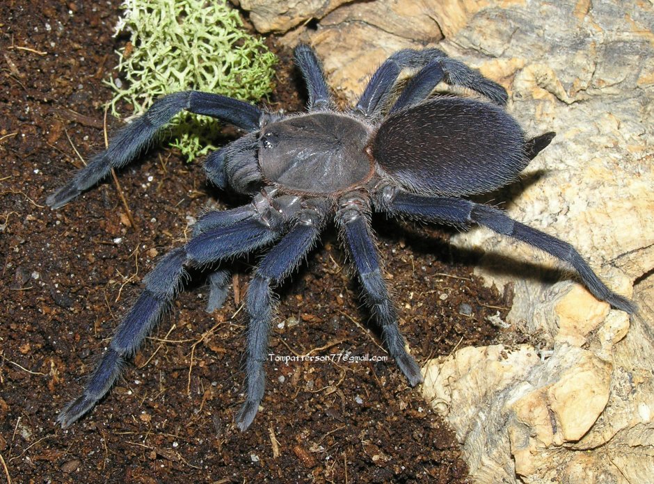 Pamphobeteus platyomma самка