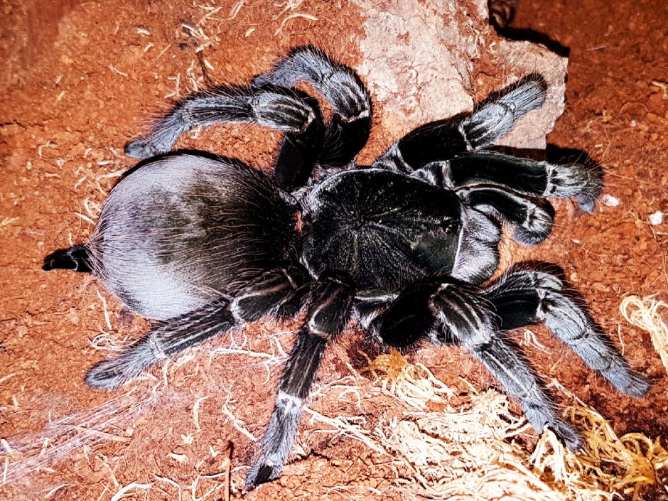 Pamphobeteus SP. Machala