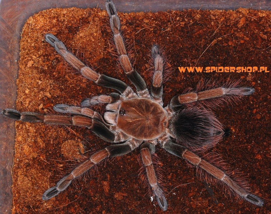 Pamphobeteus Xenesthis