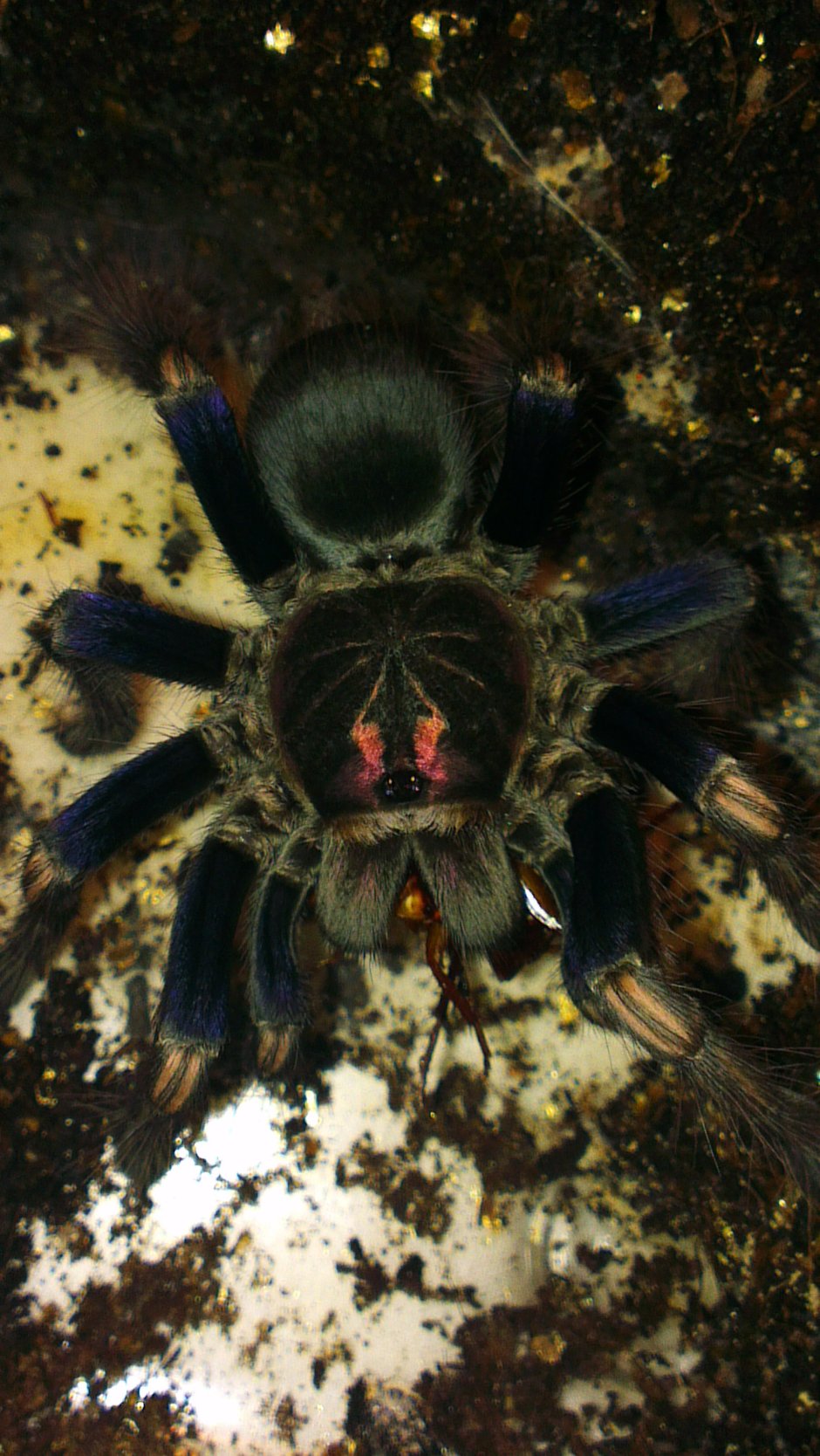 Pamphobeteus ultramarinus