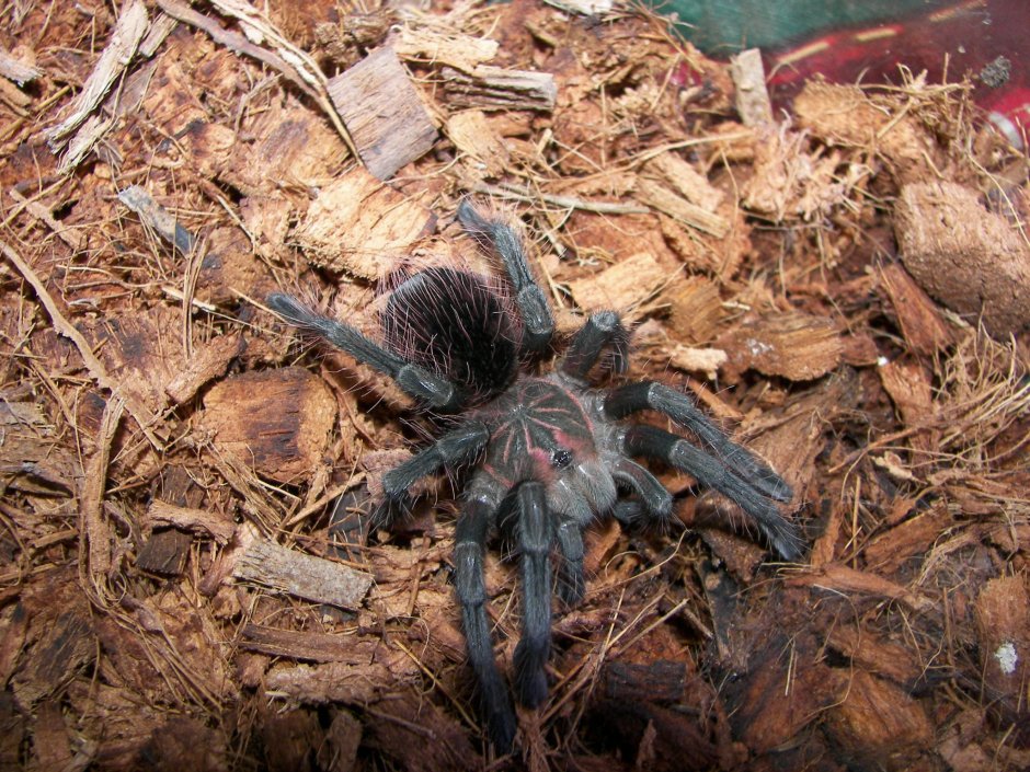 Pamphobeteus SP. Solaris